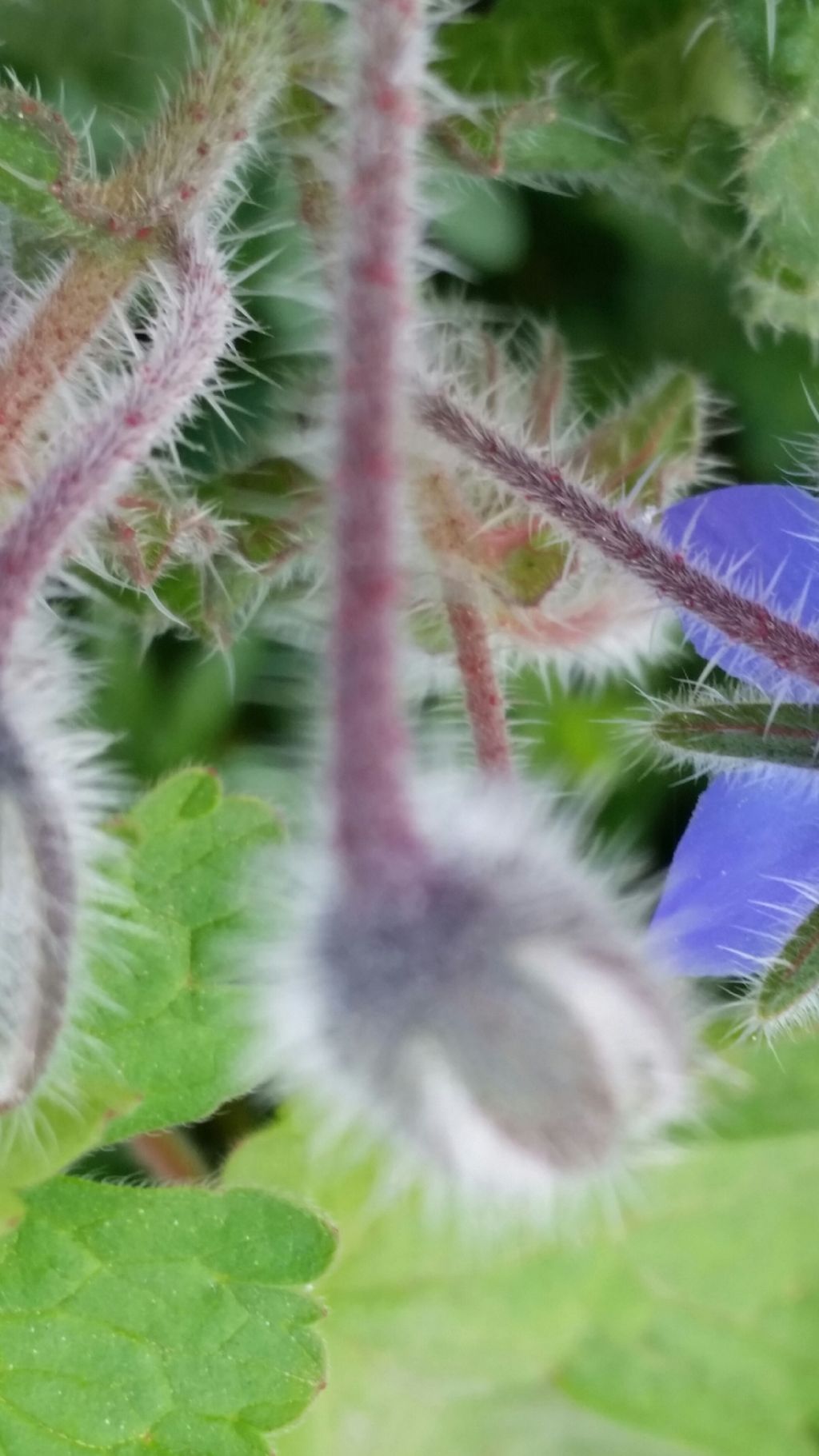 Borago officinalis L. (Boraginaceae)